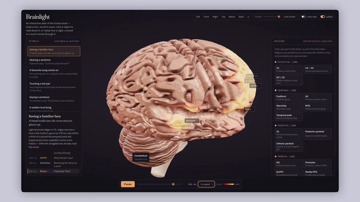 Interactive 3D human brain signals